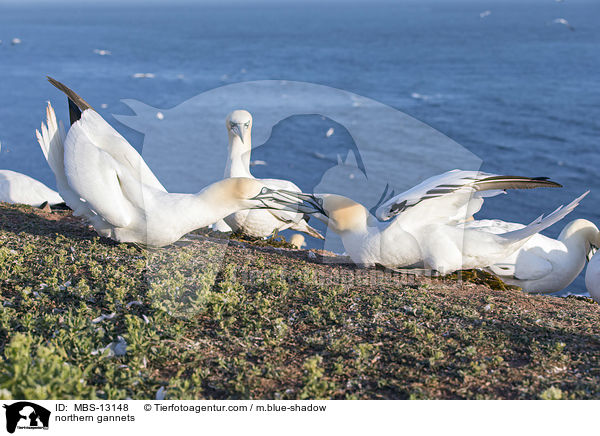 northern gannets / MBS-13148