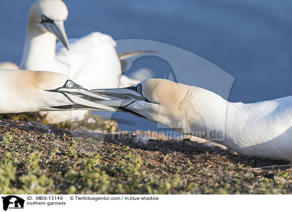 northern gannets / MBS-13149