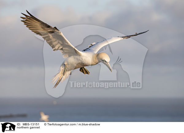 northern gannet / MBS-13151