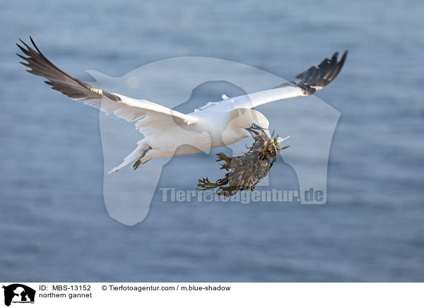northern gannet / MBS-13152