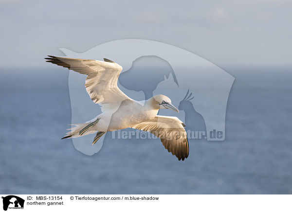 northern gannet / MBS-13154
