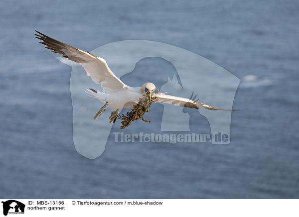 northern gannet / MBS-13156