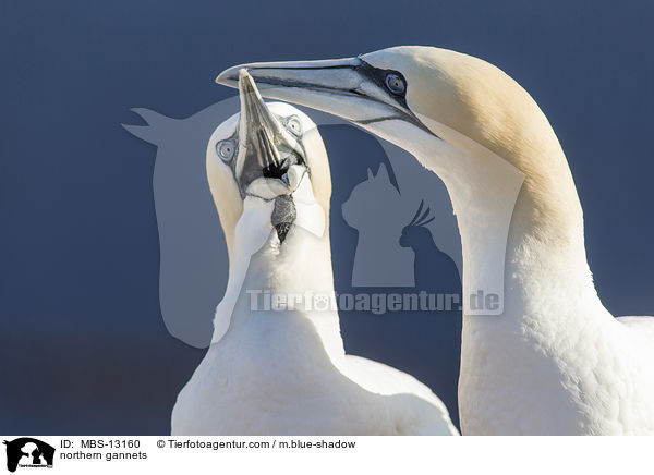 northern gannets / MBS-13160