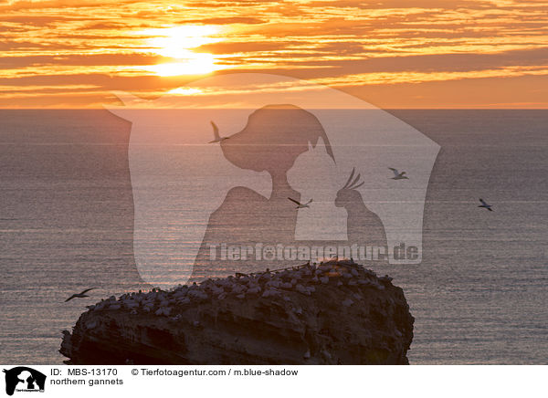 northern gannets / MBS-13170