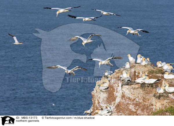 Basstlpel / northern gannets / MBS-13173
