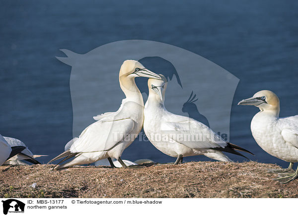 northern gannets / MBS-13177