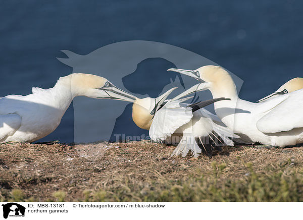 northern gannets / MBS-13181