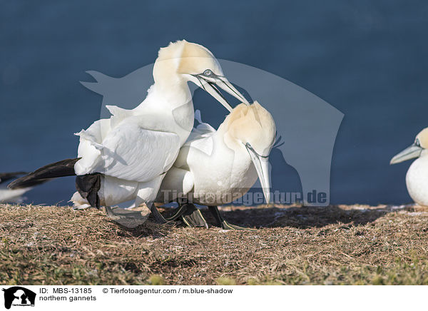 northern gannets / MBS-13185