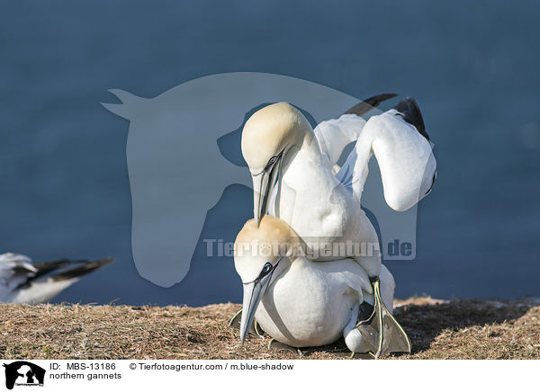 northern gannets / MBS-13186