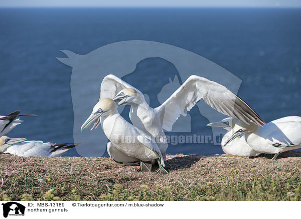 northern gannets / MBS-13189