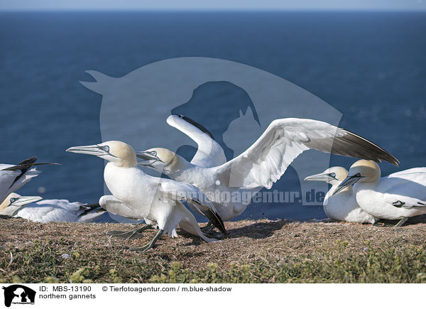 northern gannets / MBS-13190