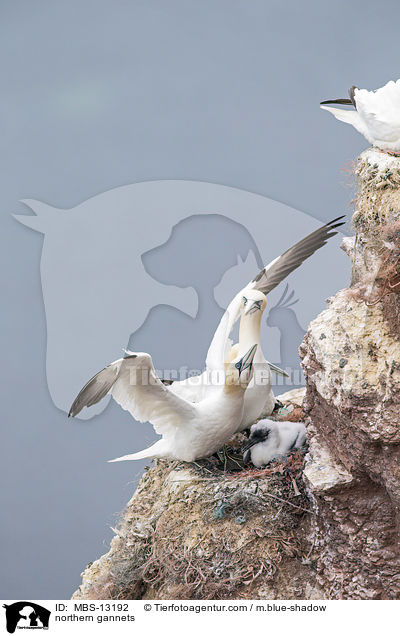 northern gannets / MBS-13192