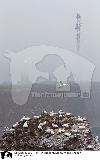 northern gannets / MBS-13200