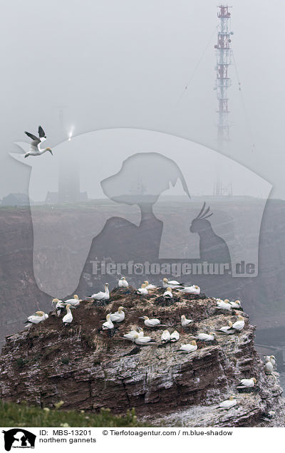 northern gannets / MBS-13201