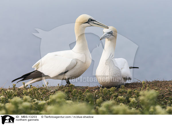 northern gannets / MBS-13203