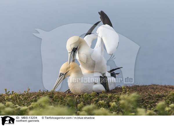 northern gannets / MBS-13204