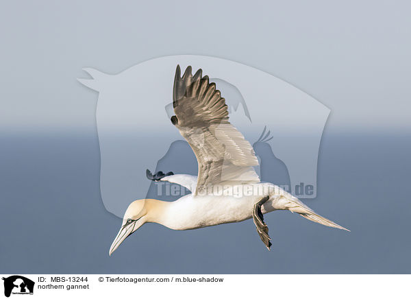 northern gannet / MBS-13244