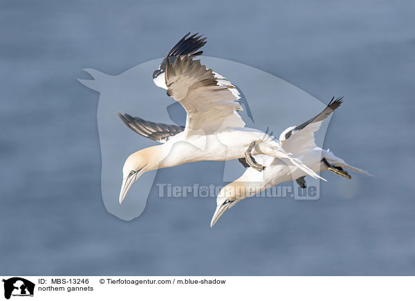 northern gannets / MBS-13246