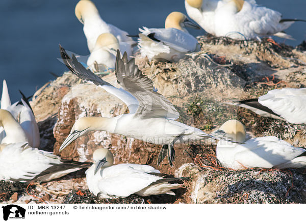 northern gannets / MBS-13247