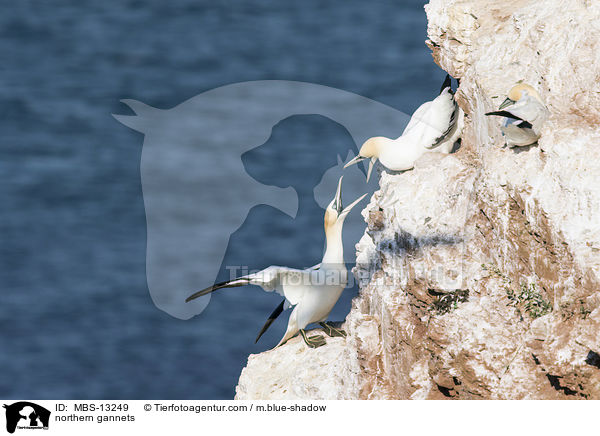 northern gannets / MBS-13249