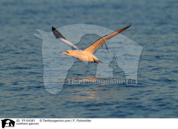 northern gannet / FF-04381