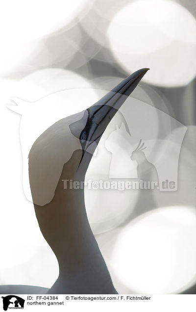 northern gannet / FF-04384