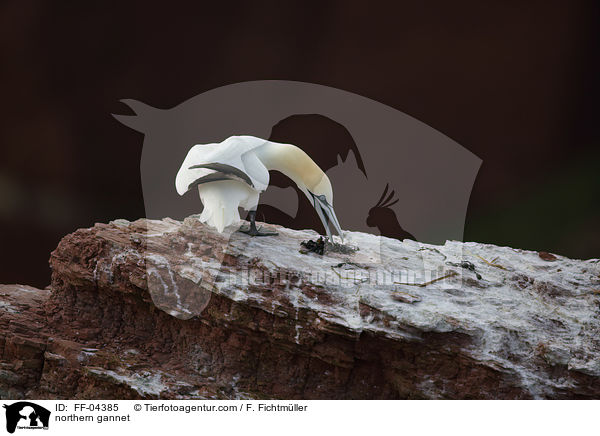 northern gannet / FF-04385