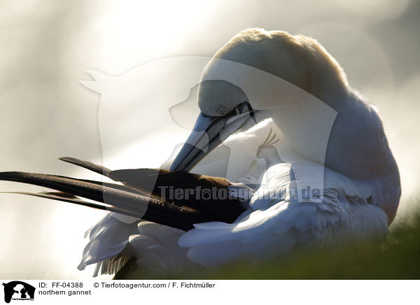 northern gannet / FF-04388