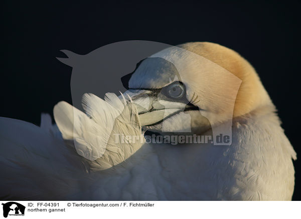 northern gannet / FF-04391