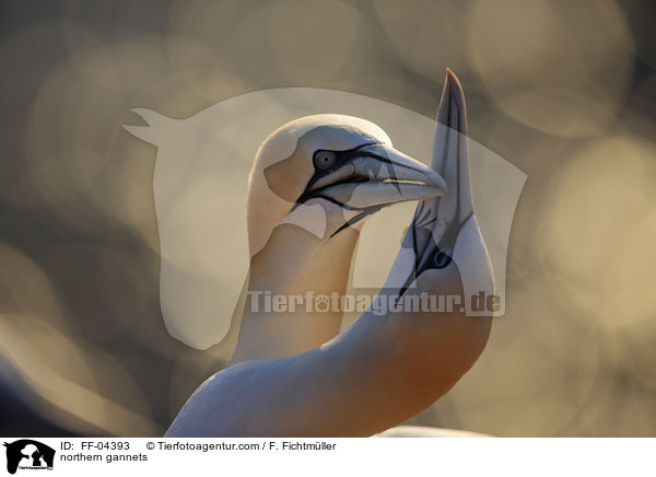 northern gannets / FF-04393