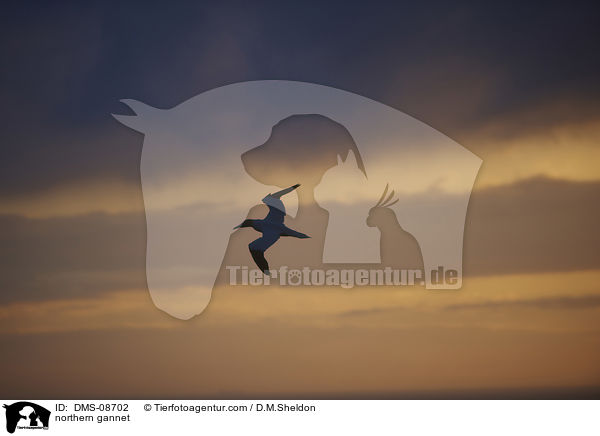 Basstlpel / northern gannet / DMS-08702