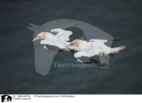 northern gannet / DMS-08705