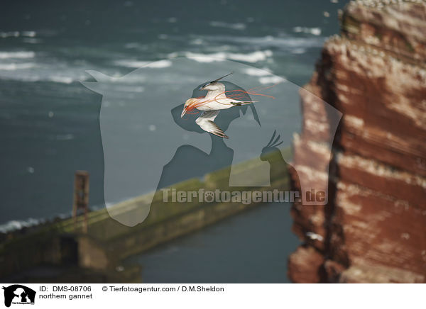 northern gannet / DMS-08706