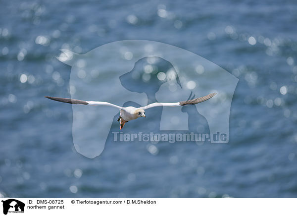 northern gannet / DMS-08725