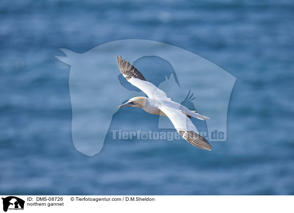 northern gannet / DMS-08726