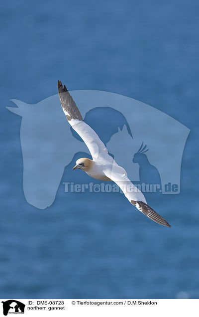 northern gannet / DMS-08728