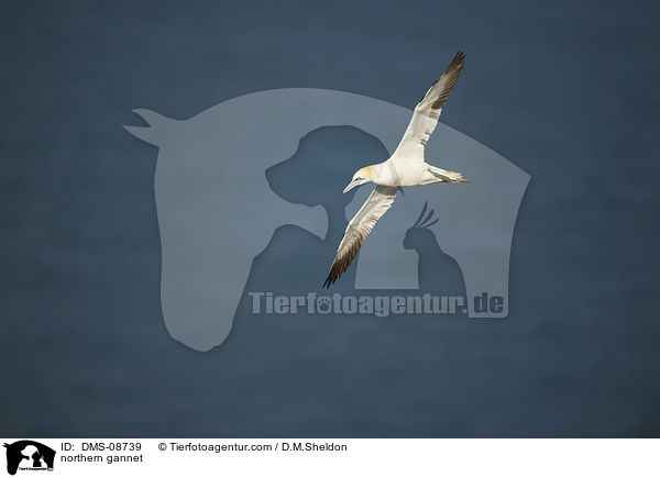 northern gannet / DMS-08739