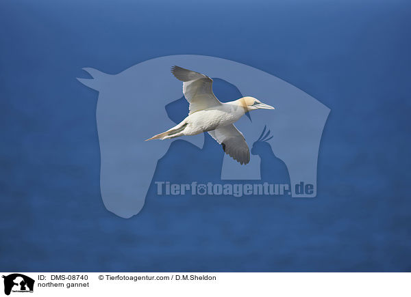 northern gannet / DMS-08740