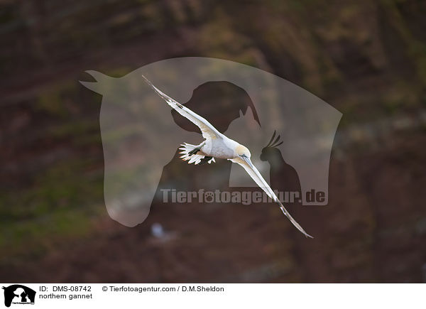 northern gannet / DMS-08742