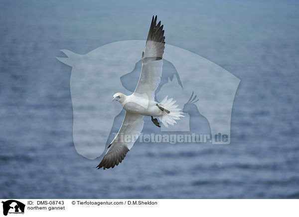 northern gannet / DMS-08743