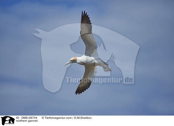 northern gannet / DMS-08744