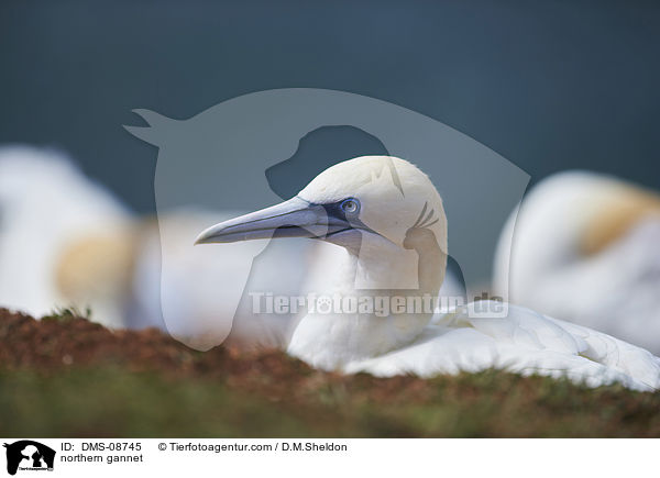 northern gannet / DMS-08745