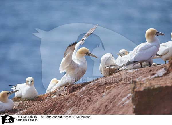 northern gannet / DMS-08746