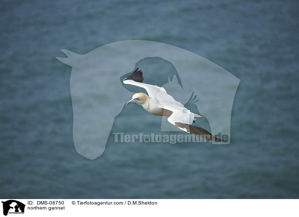 northern gannet / DMS-08750
