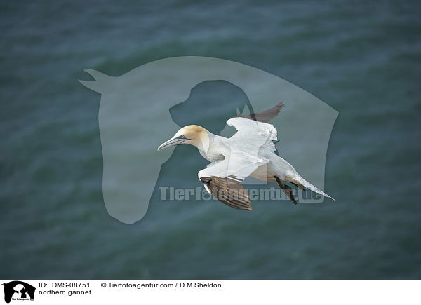 northern gannet / DMS-08751