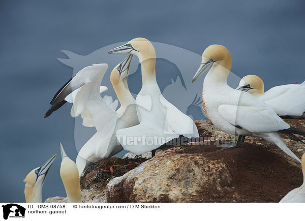 northern gannet / DMS-08758