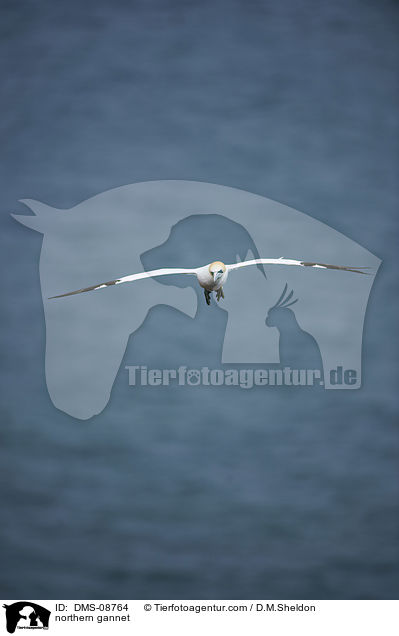 northern gannet / DMS-08764