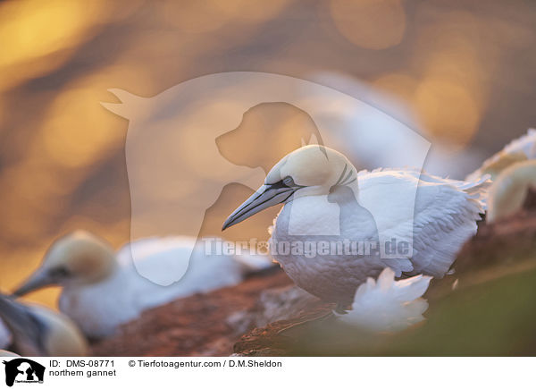northern gannet / DMS-08771