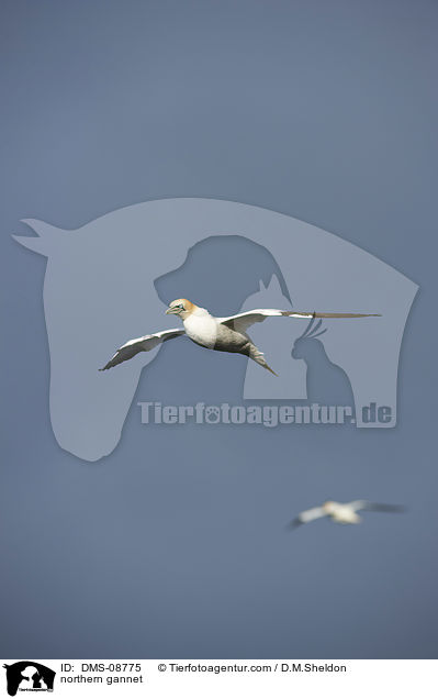 northern gannet / DMS-08775