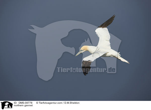 northern gannet / DMS-08778